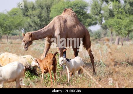 Primo piano di cammello femmina nella foresta mangiare foglie di una pianta con un gregge di capre, Rajasthan Foto Stock