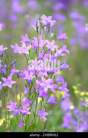 Campanula patula, conosciuta come spandimento Bellflower, fiore selvatico dalla Finlandia Foto Stock