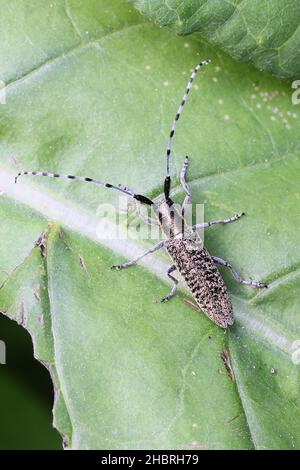 Agapanthia villosoviridescens, noto come il coleottero grigio di longhorn, insetto finlandese Foto Stock