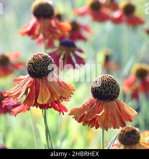 Helenium autumnale ‘Moerheim Beauty’, noto come sneezeweed comune o sneezeweed a fiore grande, pianta da giardino dalla Finlandia Foto Stock