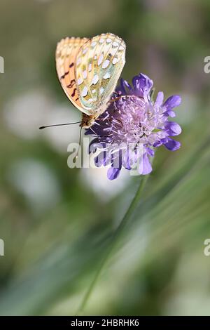 Speyeria aglaja, comunemente nota come Fritillario Verde scuro, che si nutrono di campi spaventosi Foto Stock