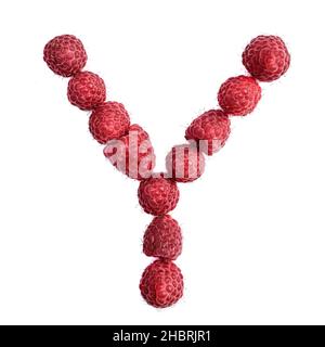 La lettera Y dell'alfabeto inglese di lamponi rossi maturi, , isolano su sfondo bianco Foto Stock