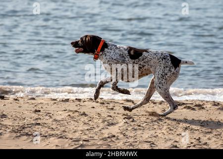 Esecuzione tedesco Shorthair puntatore mentre si gioca sulla riva del lago. Foto Stock
