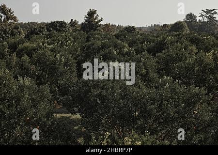 Orchard d'arancia nel nord della thailandia Foto Stock