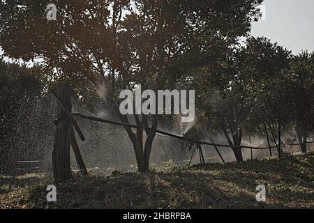 Orchard d'arancia nel nord della thailandia Foto Stock