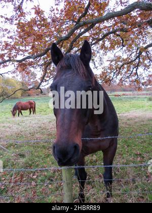 Bel cavallo che si affaccia sulla recinzione con alberi colorati d'autunno sullo sfondo Foto Stock