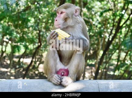 Scimmia macaque Rhesus affamata al Parco Nazionale di Yangon, Myanmar. Il macaco rhesus è una delle specie più note di scimmie del Vecchio mondo. Foto Stock