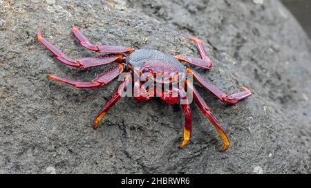 Vista ravvicinata del granchio di roccia rossa (Grapsus adscensionis) - costa vicino a Charco Azul (El Hierro, Isole Canarie) Foto Stock