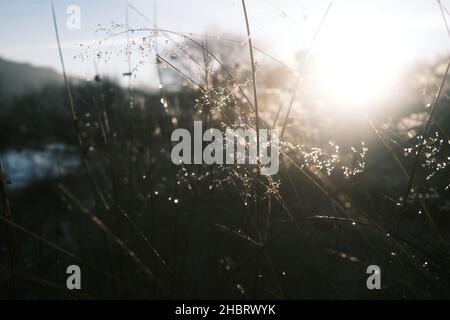 rugiada di mattina presto su gelo coperto erba e ragni web incandescente luminoso retro luminoso luce del sole Foto Stock