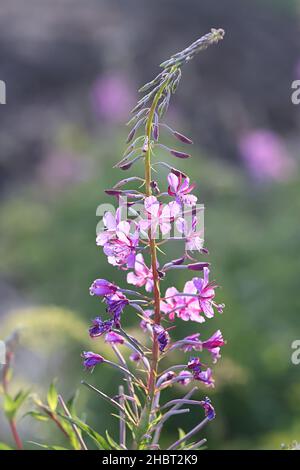 Chamaenerion angustifolium, chiamato anche Epilobium angustifolium, comunemente noto come Rosebay Willowherb o Festa d'artificio, fiore selvatico dalla Finlandia Foto Stock