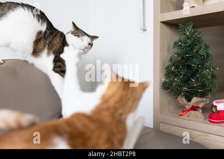 Due gatti domestici che giocano, saltano e combattono sul divano in pelle accanto all'albero di Natale. Preparazione delle vacanze e animali domestici concetto. Umore del tempo di Natale. Messa a fuoco selettiva, primo piano Foto Stock