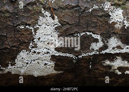 Physarum diderma, una muffa di lime micetozoica dalla Finlandia senza nome comune inglese Foto Stock