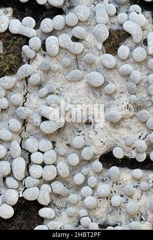 Physarum diderma, una muffa di lime micetozoica dalla Finlandia senza nome comune inglese Foto Stock