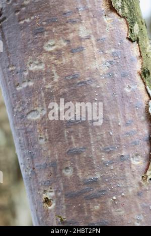 Vuilleminia coryli, un fungo di crosta che cresce su nocciolo in Finlandia, nessun nome comune inglese Foto Stock