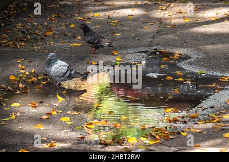 Piccione, specie di uccelli della famiglia Columbidae (ordine Columbiformes) in piedi su asfalto al giorno Foto Stock