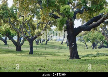 Alberi di sughero a Aguas de Moura, Palmela. Il Portogallo è il più grande produttore al mondo di sughero. Foto Stock