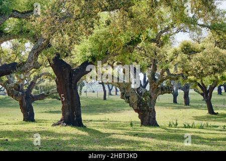 Alberi di sughero a Aguas de Moura, Palmela. Il Portogallo è il più grande produttore al mondo di sughero. Foto Stock