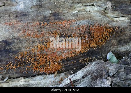 NECTRIA peziza, conosciuta come la macchia gialla, fungo selvatico dalla Finlandia Foto Stock