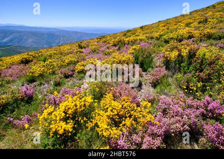 Primavera colorata con Genisteae ed erica al Monte do Colcurinho. Serra do Acor, Portogallo Foto Stock