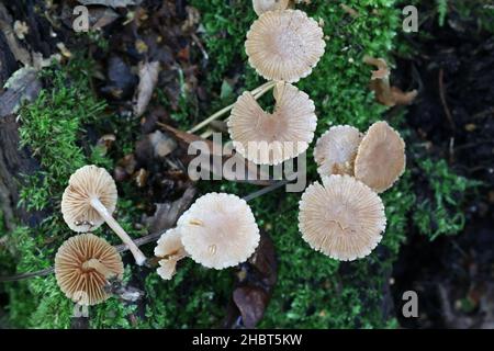 Tubaria conspersa, comunemente noto come il twiglet feltrato, fungo selvatico dalla Finlandia Foto Stock