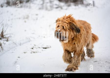 Shaggy giovane fawn briard girl sta andando su neve appena caduta. Foto Stock