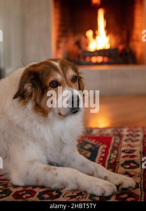 Cane rilassante su un tappeto, camino in fiamme sfondo. Casa d'inverno caldo e accogliente soggiorno interno. Il tuo animale domestico è adorabile e rilassante a casa tua Foto Stock