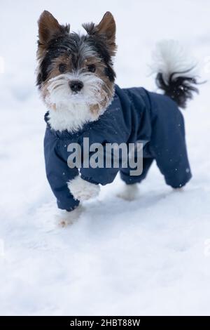 Beaver Terrier di una famiglia dello Yorkshire guarda attentamente lo spettatore e si alza in posizione, alzando la zampa su una passeggiata invernale Foto Stock