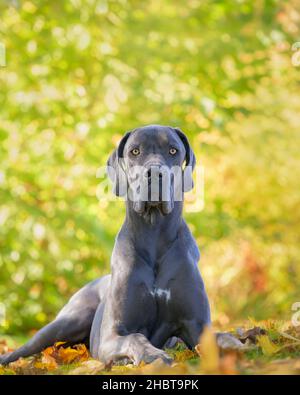 Blue Great Dane, una delle razze di cani più grandi, maschio, in posa attenta in un prato con sfondo colorato in autunno, Germania Foto Stock