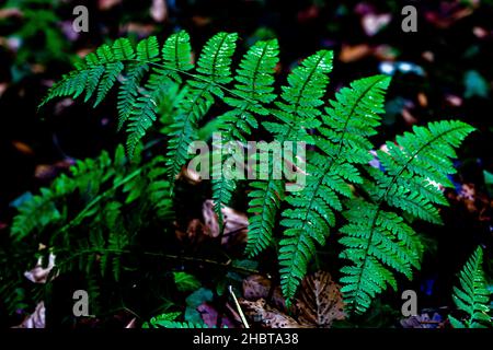 fern. a contrasto elevato Foto Stock