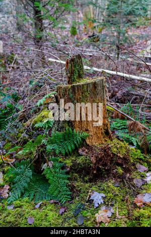 ceppo di albero con felce Foto Stock