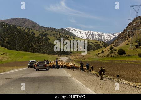 TURKESTAN RANGE, TAGIKISTAN - 8 MAGGIO 2018: Allevamento di pecore sulla strada M34 nella catena montuosa del Turkestan in Tagikistan Foto Stock