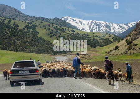 TURKESTAN RANGE, TAGIKISTAN - 8 MAGGIO 2018: Allevamento di pecore sulla strada M34 nella catena montuosa del Turkestan in Tagikistan Foto Stock