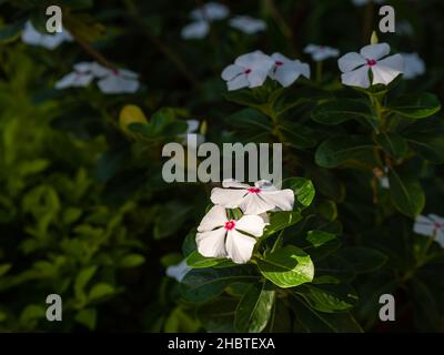 Capo Periwinkle (Catharanthus roseus), comunemente noto come Bright Eyes, Graveyard Plant, Madagascar Periwinkle, Old Maid. Fiori bianchi con bottone rosa Foto Stock