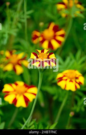 Tagetes patula 'Jolly Jester', marigolone francese 'Jolly Jester'. Fiori gialli con una striscia rossa scura sul lato di ogni petalo. Foto Stock