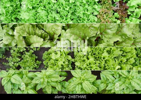 Collage, vista dall'alto. Lattuga verde e rossa in crescita, basilico in giardino. Sfondo per il giardinaggio con piante di insalata nel terreno aperto. Foto di alta qualità Foto Stock