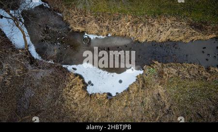 Le anatre nuotano in acqua in un ruscello rurale con superficie ghiacciata Foto Stock