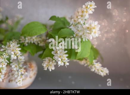 fiori di ciliegio uccello nel vaso Foto Stock