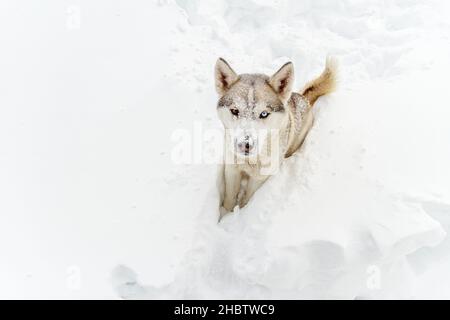 Il giovane cane Husky siberiano corre e si diverte in neve profonda dopo un'ora Foto Stock