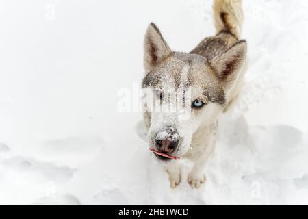 Il giovane cane Husky siberiano corre e si diverte in neve profonda dopo un'ora Foto Stock