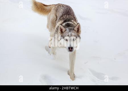 Il giovane cane Husky siberiano corre e si diverte in neve profonda dopo un'ora Foto Stock