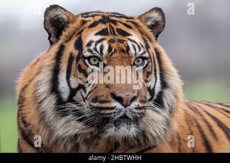 Tiger Sumatran maschio guardando verso la macchina fotografica Foto Stock