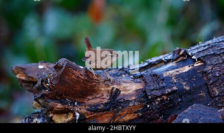 Wren alla ricerca di insetti sul pavimento del bosco Foto Stock