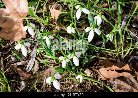 Piccoli e delicati fiori bianchi di primavera in fiore nella foresta in una giornata di primavera soleggiata, sfondo sfocato con spazio per il testo, vista dall'alto o fl Foto Stock