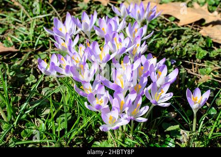 Primo piano di fiori di primavera di cocco blu in piena fioritura in un giardino in una giornata di sole, bello sfondo floreale all'aperto Foto Stock