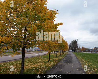 Uno scenario autunnale con alberi e foglie a terra a Vantaa, Finlandia Foto Stock