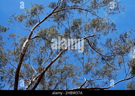 Albero di eucalipto e cielo blu, Minas Gerais, Brasile Foto Stock