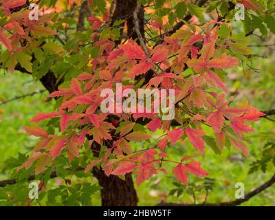 Paperbark Maple, Acer griseum, primo piano di foglie in autunno, Worcestershire, Regno Unito. Foto Stock