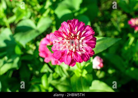 Primo piano di un bellissimo grande fiore rosa zinnia in piena fioritura su sfondo verde sfocato, fotografato con soft focus in un giardino in un soleggiato summ Foto Stock