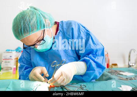 Chirurgo veterinario femminile che opera nella sala operatoria di una clinica veterinaria. Vet che fa la chirurgia in clinica. Medicina, animale domestico, animali, cura di salute e concetto di gente. Fotografia di alta qualità Foto Stock