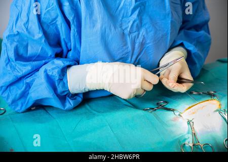 Chirurgo veterinario femminile che opera nella sala operatoria di una clinica veterinaria. Vet che fa la chirurgia in clinica. Medicina, animale domestico, animali, cura di salute e concetto di gente. Fotografia di alta qualità Foto Stock